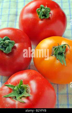 FLEISCHTOMATEN IM UHRZEIGERSINN VON OBEN FERLINE CARO RICH LEGENDE CRISTAL Stockfoto