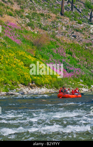 Middle Fork des Salmon River in Idaho. Sparren in der Nähe von Blumen entlang den Ufern des Flusses. Stockfoto