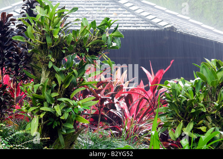 Glänzende Blätter in einen tropischen Sturm, Singapur Stockfoto