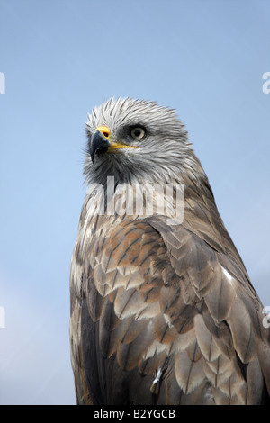 Kurz-Toed Adler Circaetus Gallicus Camargue-Frankreich Stockfoto
