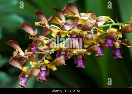 Unverwechselbaren lila hängenden Labella, National Orchid Garden, Singapur Stockfoto