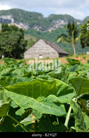 Tabak-Plantage mit Hütte zum Aufhängen und Trocknen der Blätter im Tabak Herstellung von Viñales Kubas Stockfoto