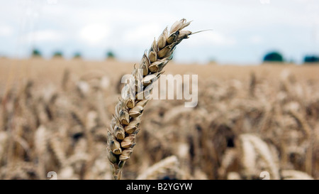 Ohr von Weizen oder Mais in einer eingereichten bereit für die Ernte für entweder Essen oder Bio-Kraftstoff Stockfoto