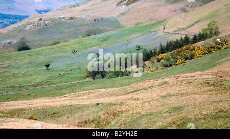 Rannerdale untere Fjällflanken Secret Valley Glockenblumen und Weiden des Lake District National Park Cumbria Stockfoto