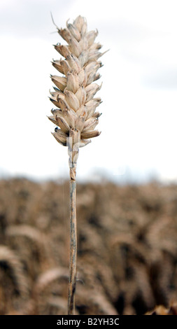 Ohr von Weizen oder Mais in einer eingereichten bereit für die Ernte für entweder Essen oder Bio-Kraftstoff Stockfoto