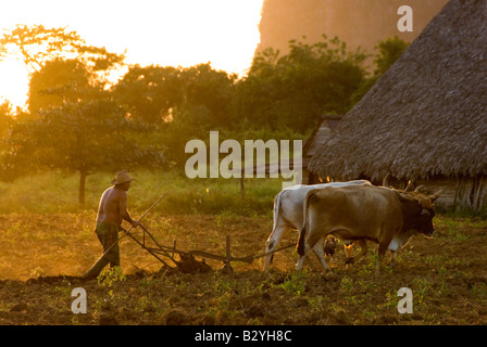 Kubanischen Tabak Landwirt Pflügen mit Ochsen bereit, in Tabak produzierenden Region von Viñales Kuba Pflanzen Stockfoto