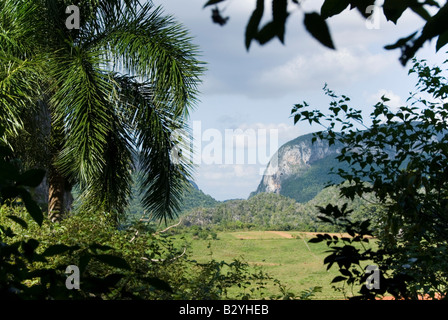 Blick über grüne Tal in Richtung steil Mogote Kalksteinhügel in Viñales, Kuba Stockfoto