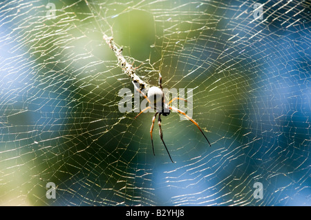 Räuberisches Netz einer goldenen Orb-Spinne Stockfoto