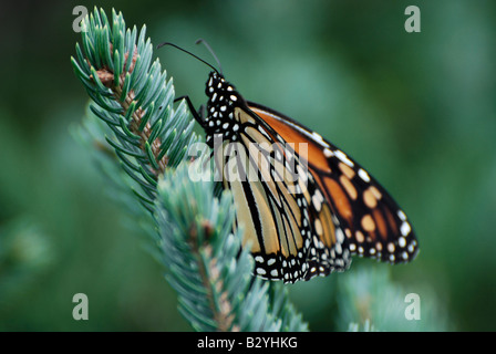 Monarchfalter (Danaus Plexippus) Stockfoto