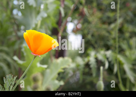 California Golden Poppy (Eschschoizia Californica), Nahaufnahme Stockfoto