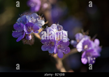 Nahaufnahme der Scorpionweed, Phacelia Crenulata, die ist auch bekannt als gemeinsame phacelia Stockfoto