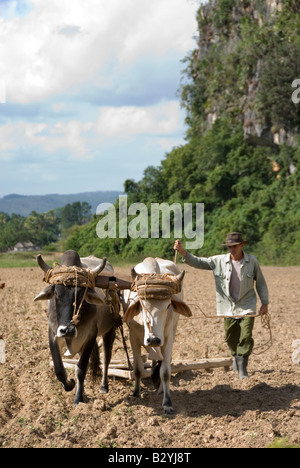 Kubanische Arbeiter bebauen des Bodens mit Ochsen in Vorbereitung auf Tabakpflanzen auf einem kommunalen Bauernhof auf dem Lande von Vinales Kuba Stockfoto
