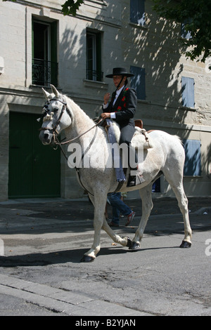 Fete De La Madeleine Beaucaire Gard France.Man White Reitpferd in der Stadt, die Straße jagen Kühe 85143 Beaucaire Hochformat Stockfoto
