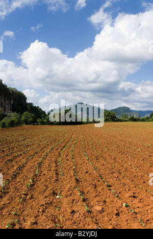 Junger Sämling Tabakpflanzen wachsen in Vinales, Kuba Stockfoto