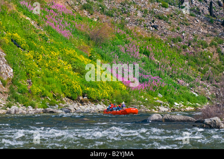 Middle Fork des Salmon River in Idaho. Sparren in der Nähe von Blumen entlang den Ufern des Flusses. Stockfoto