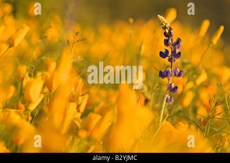 Arizona Lupine, Lupinus Arizonicus, in einem Feld von mexikanischen Gold Mohn, Mohn Mexicana, in der Wildnis Aberglaube Stockfoto