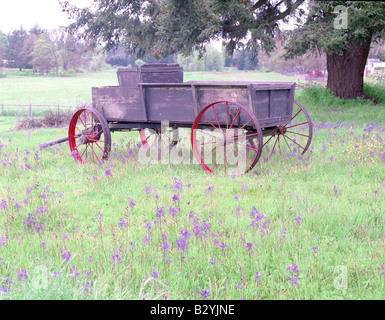 Den Buckboard Wagon und Rad Wildblumen lila grün Stockfoto