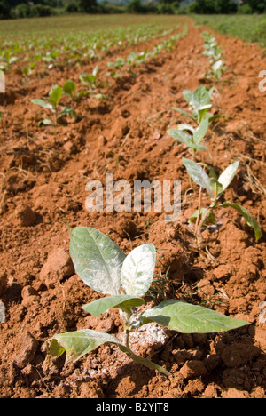 Pestizidrückstände auf jungen Tabakpflanzen wachsen in Feld in Vinales, Kuba Stockfoto