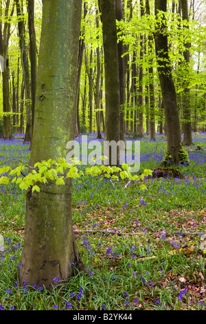 Glockenblumen wachsen in eine Reife Buche Holz Micheldever Hampshire England Stockfoto