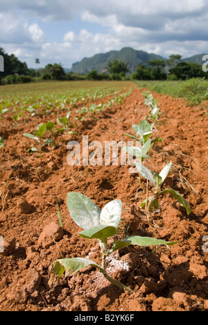 Pestizidrückstände auf jungen Tabakpflanzen wachsen in Feld in Vinales, Kuba Stockfoto