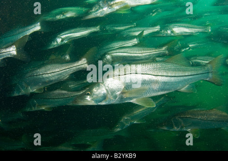 Gemeinsamen Snook Centropomus Undecimalis Schule während einer Kaltfront in Homosassa Springs FL Stockfoto