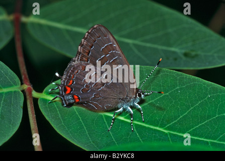 Ein Schmetterling gestreiften Zipfelfalter (Satyrium Liparops) beruht auf einem Blatt in Cottonwood Wald, Lakewood, Colorado USA Stockfoto