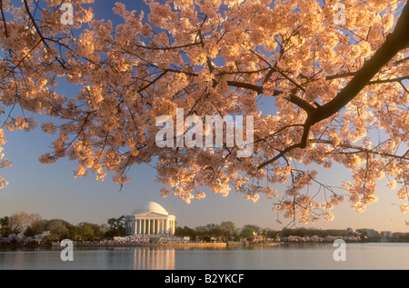 Jefferson Memorial mit blühenden Kirschbäume Baum am Tidal Basin Stockfoto