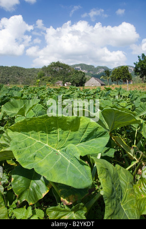 Tabakblatt im Vordergrund der Tabak-Plantage in Tabak produzierenden Region von Viñales Kuba Stockfoto