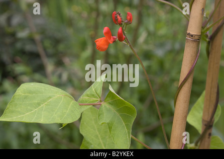 Leuchtend orange Blüten einer Läufer-Bohne Phaseolus Coccineus Enorma Stockfoto