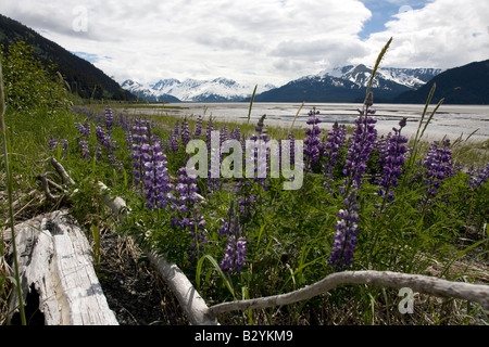 Blumen auf Wattflächen im Turnagain arm, Köche Inlet, Alaska. Stockfoto