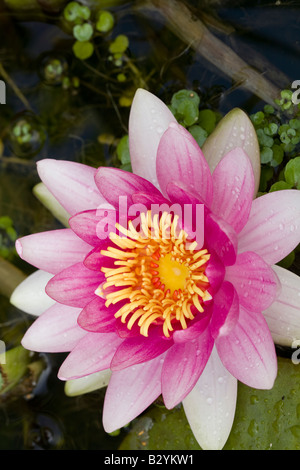 Rosa und weiße gelbe zentrierte Seerose im Teich Stockfoto