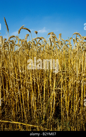 Weizen in einem Feld in England erntereif Stockfoto