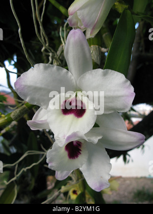 Demdrobium weiße Orchidee Nahaufnahme. Weiße Orchidee hautnah. Demdrobium Stockfoto