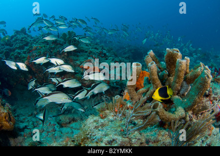 Coral Reef in Juno Beach, FL Stockfoto