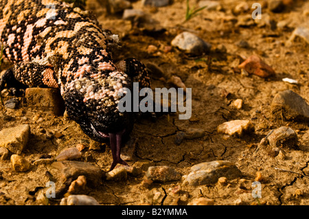 Gila Monster (Heloderma Suspectum) Stockfoto