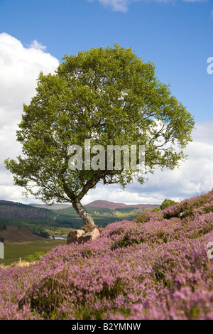 Morrone Birkwood schottische Sommerheidemoore und SilberBirkenbäume in Mar Estate, Braemar Aberdeenshire Schottland, UK Cairngorms National Park, Großbritannien Stockfoto