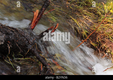 Ströme von Schmelzwasser in Kananaskis Country, Alberta Stockfoto