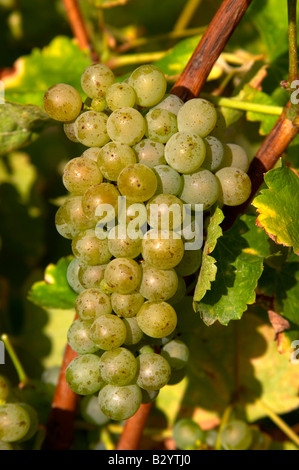 Die Trauben reifen Trauben. Sauvignon Blanc. Chateau de Tracy, Pouilly Sur Loire, Frankreich Stockfoto