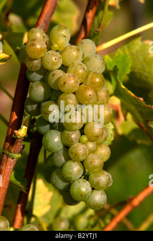 Die Trauben reifen Trauben. Sauvignon Blanc. Chateau de Tracy, Pouilly Sur Loire, Frankreich Stockfoto