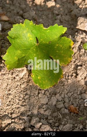 Sauvignon Blanc. Chateau de Tracy, Pouilly Sur Loire, Frankreich Stockfoto