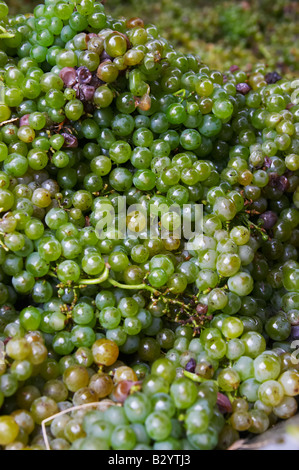 Geernteten Trauben. Sauvignon Blanc. Chateau de Tracy, Pouilly Sur Loire, Frankreich Stockfoto