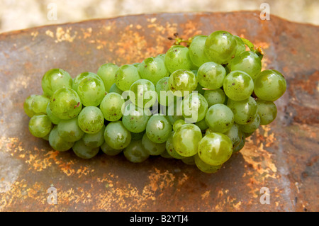 Geernteten Trauben. Sauvignon Blanc. Chateau de Tracy, Pouilly Sur Loire, Frankreich Stockfoto