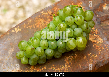 Geernteten Trauben. Sauvignon Blanc. Chateau de Tracy, Pouilly Sur Loire, Frankreich Stockfoto