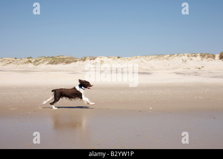 Hund läuft auf den Strand, Ocracoke Island, Cape Hatteras, North Carolina, USA Stockfoto