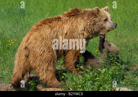 Weibliche Braunbären mit Cub auf Wiese spielen Stockfoto