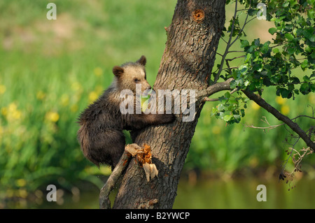 Junge Braunbären Klettern Baum Stockfoto