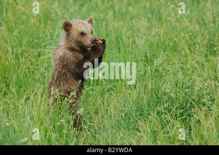 Junge braune Bären essen Stockfoto