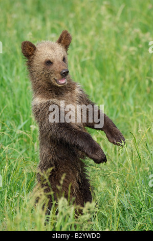 Junge Braunbären in Wiese Stockfoto