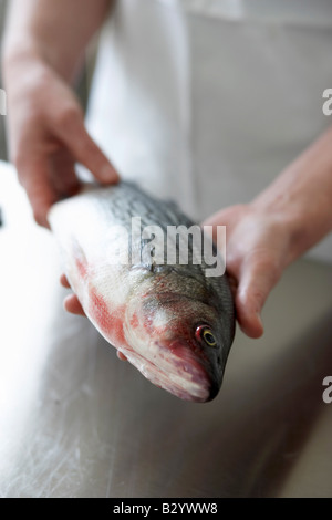 Person Holding Wolfsbarsch Stockfoto