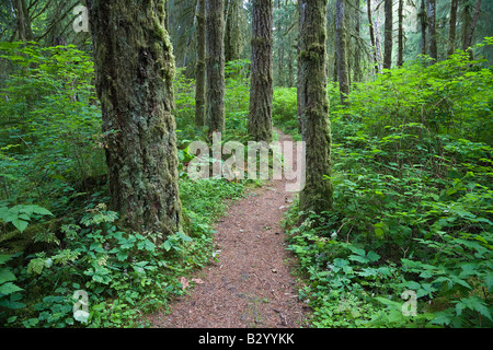 Weg durch Wald, Elk Falls Provincial Park, Vancouver Island, British Columbia, Kanada Stockfoto